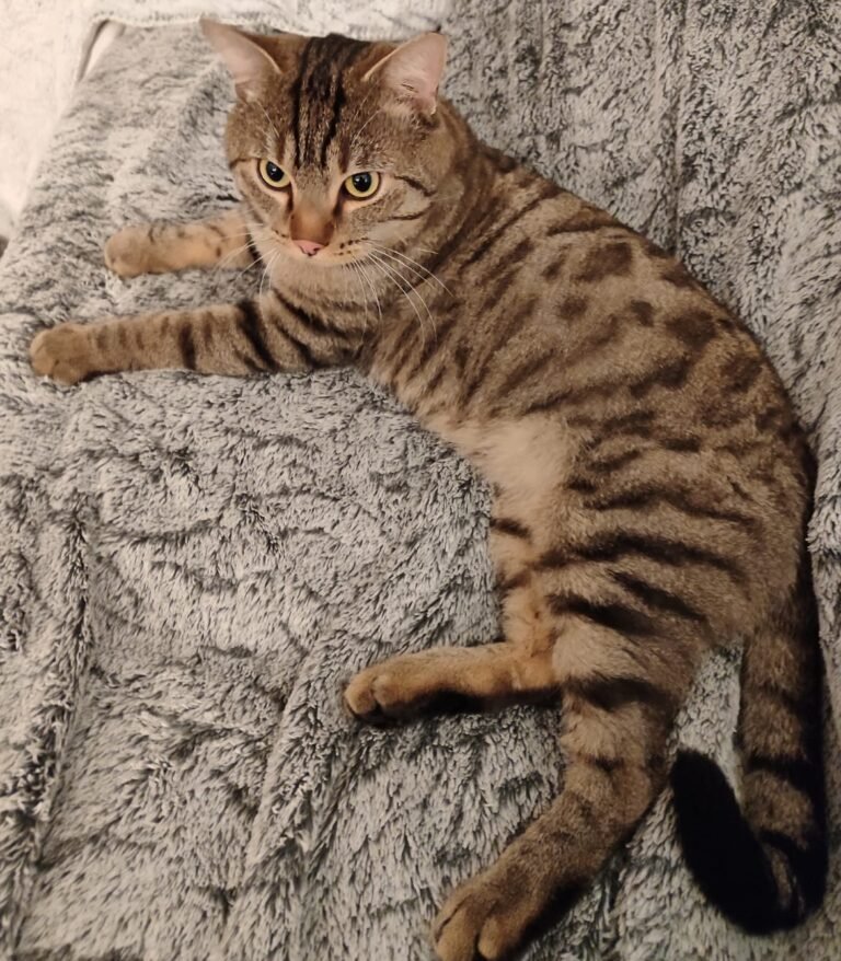 Malo