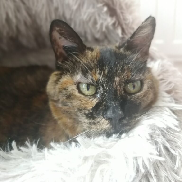 Mona - "16 ans,  chat sociable, certainement abandonnée, a été trouvée très affaiblie dans le parc de la Rose des Vents en novembre 2024. Aujourd'hui elle est en pleine forme. Elle vit une retraite paisible dans notre famille, s'entend très bien avec le chien, aime les câlins et profiter du soleil et du jardin"